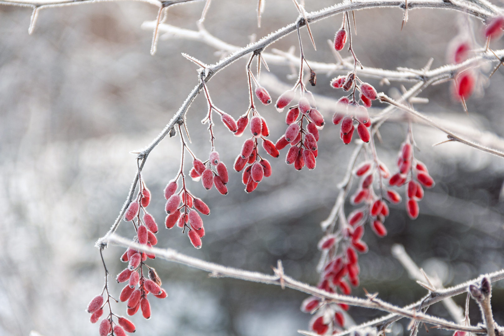 Красные ягоды барбариса под снегом