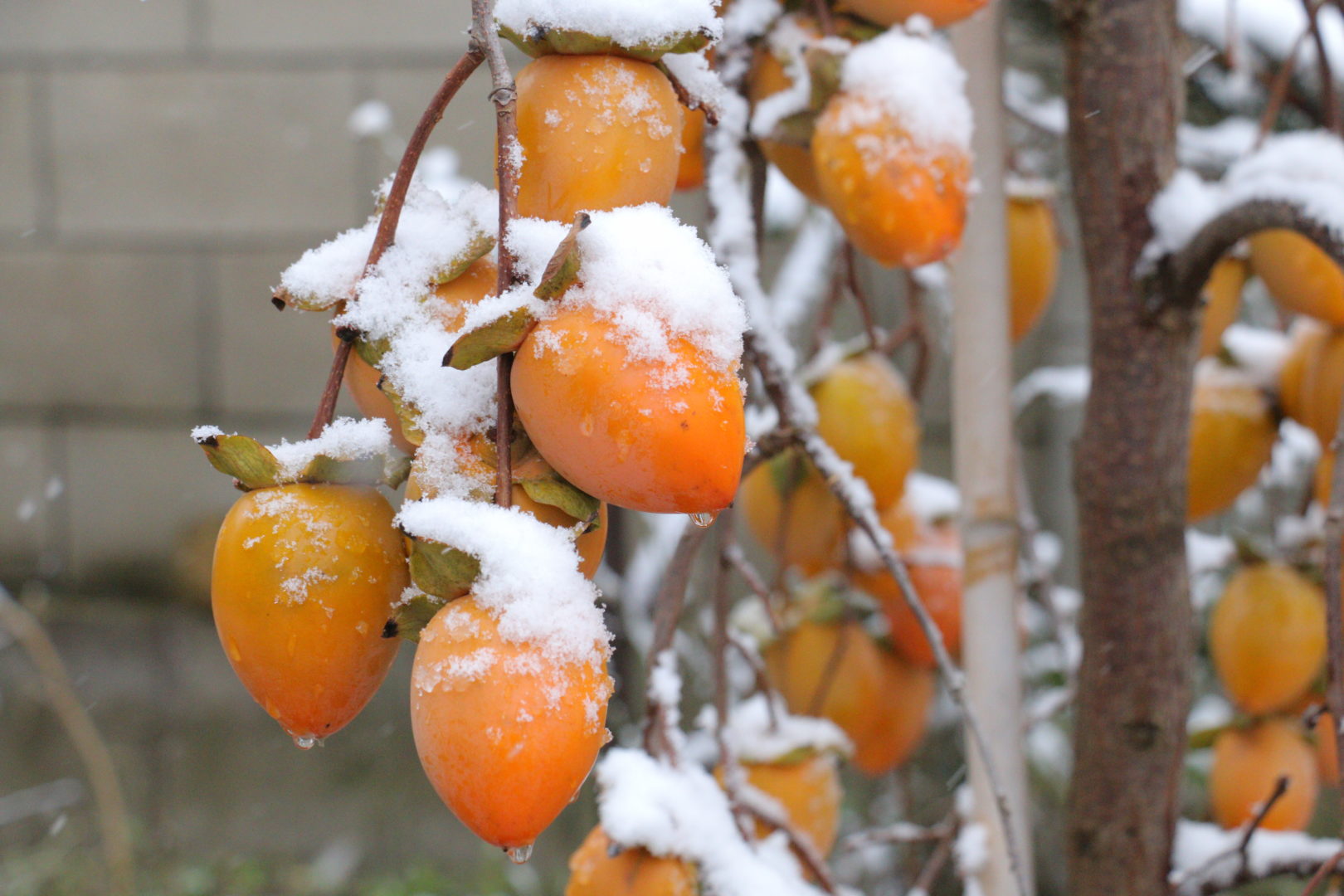 Хурма с продолговатыми плодами под снегом