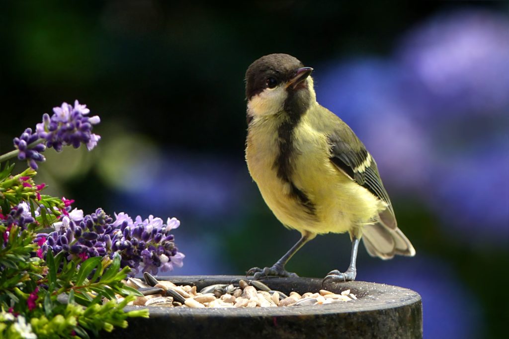 Птица с желтой грудкой - синица