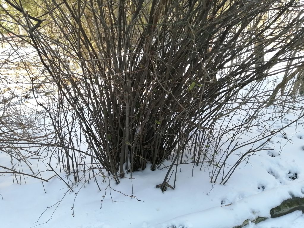 Зимний куст айвы японской (хеномелеса), без обрезки, с большим количеством поросли