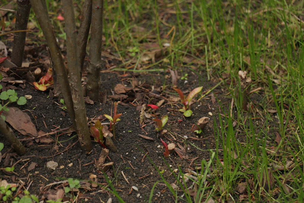Айва японская размножается молодыми побегами, растущими в основании куста