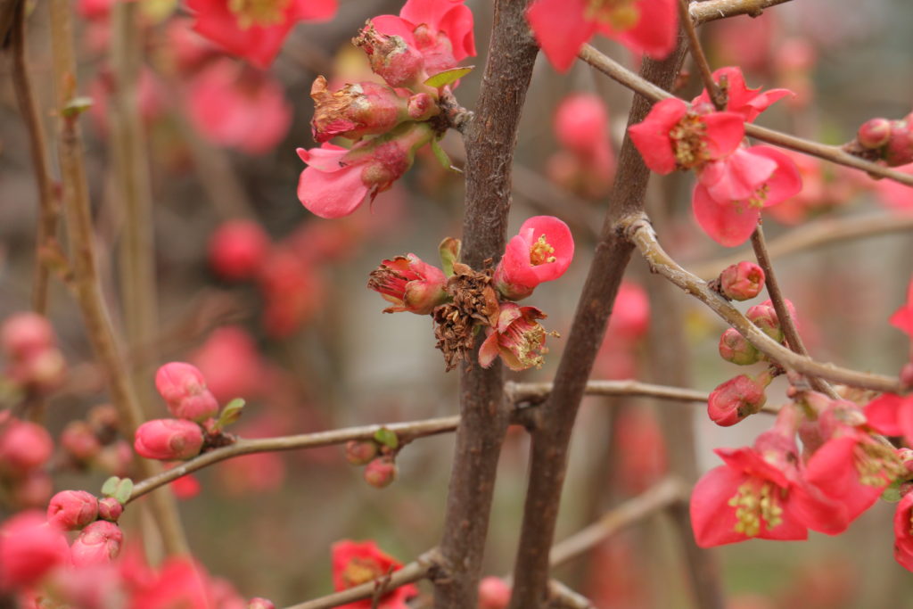 Цветет айва японская (хеномелес). Часть цветков погибла от возвратных заморозков