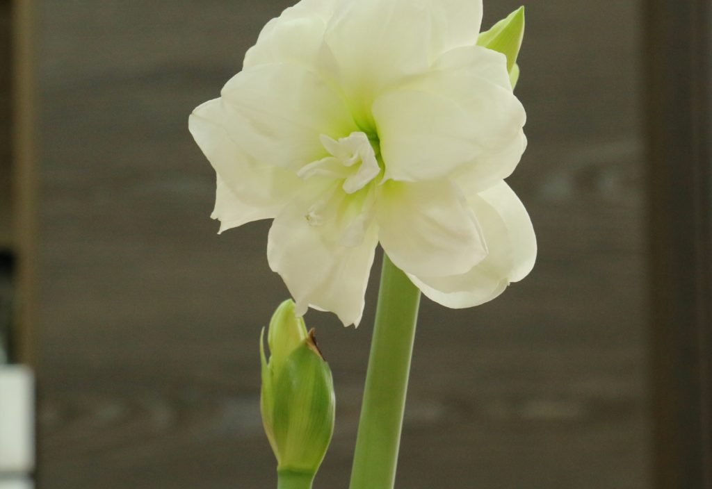 Белый гиппеаструм с двумя цветоносами