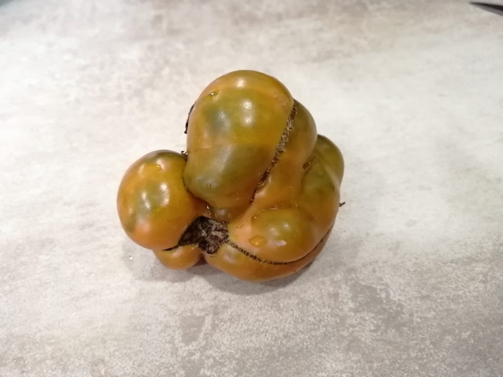 Уродливый плод томата сформировавшийся из махрового цветка
