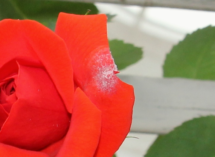 Пятна на лепестках розы - мучнистая роса роз