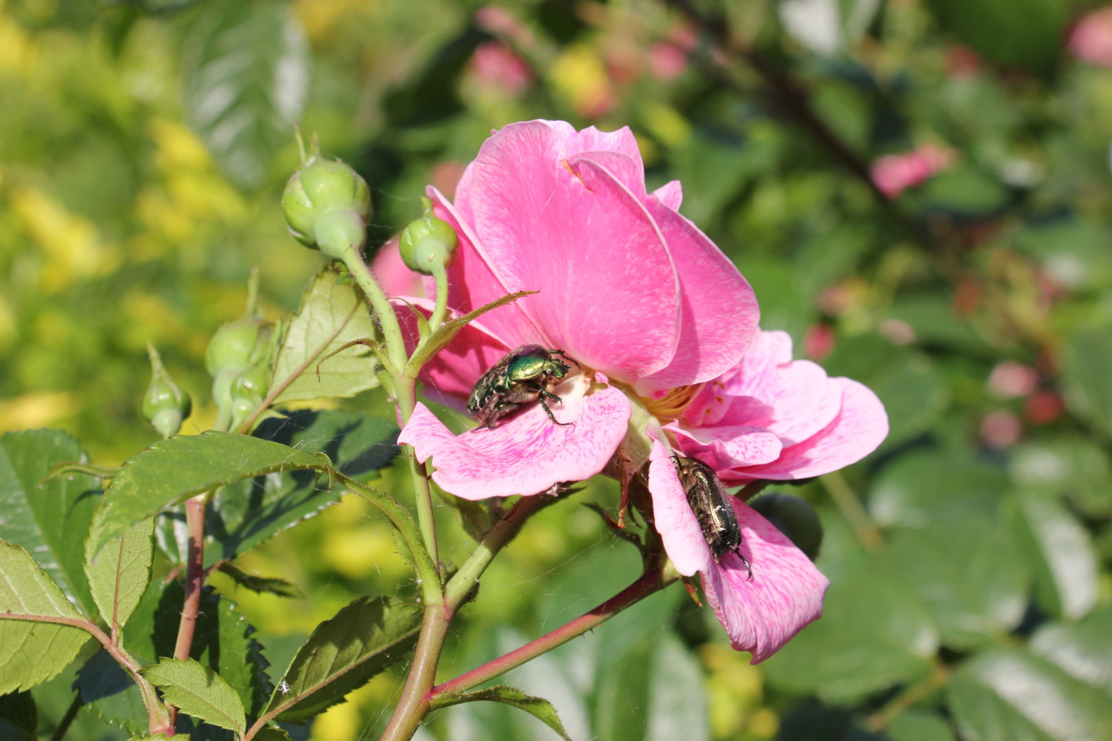 Крупный зеленый жук на розе - бронзовка