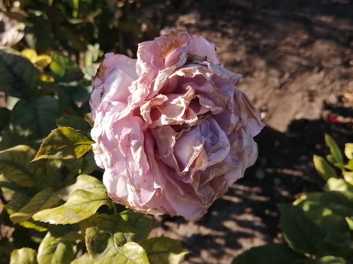 Сохнут лепестки роз - серая гниль роз