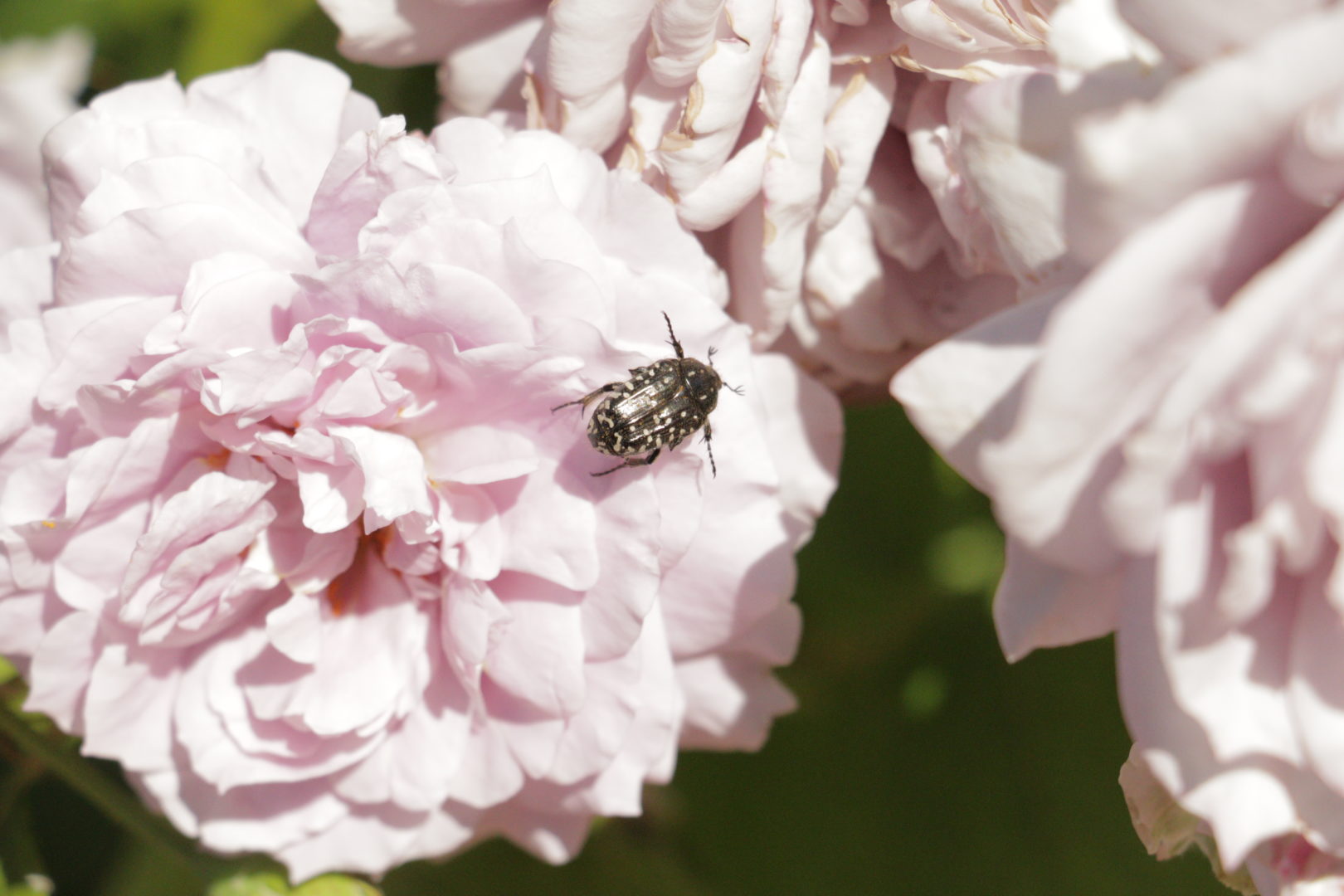 Крапчатый черный жук на розе - оленка мохнатая, или бронзовка