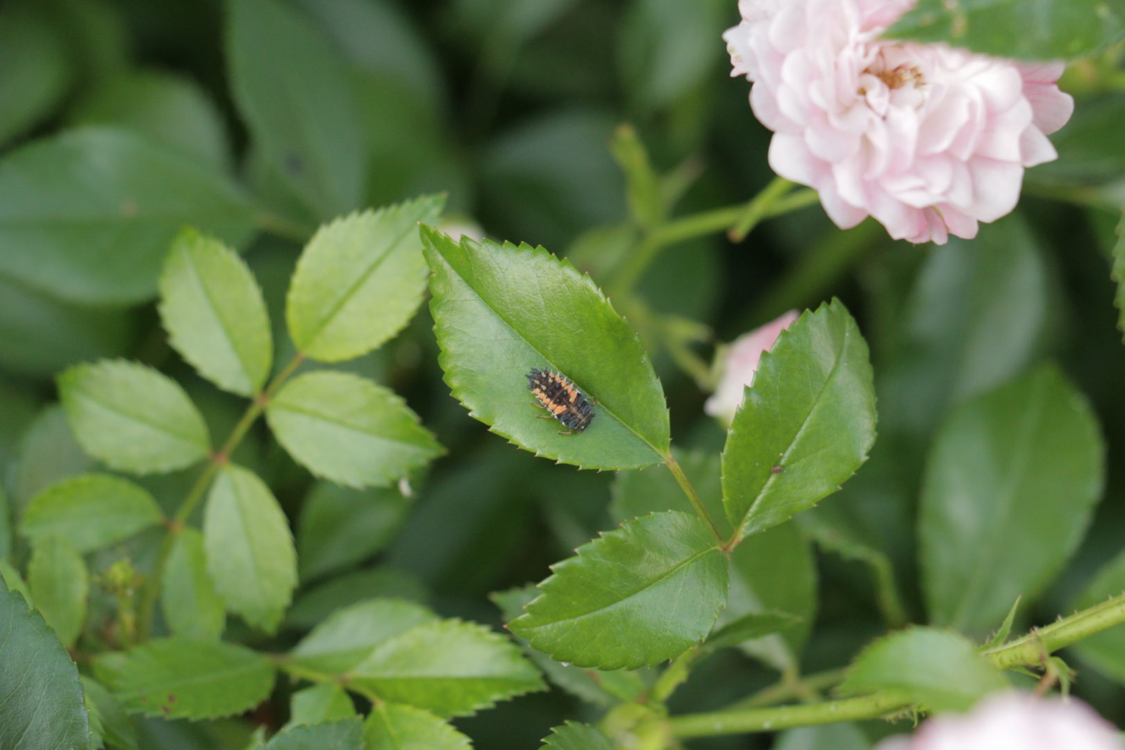 Странный жук на листе розы - личинка божьей коровки