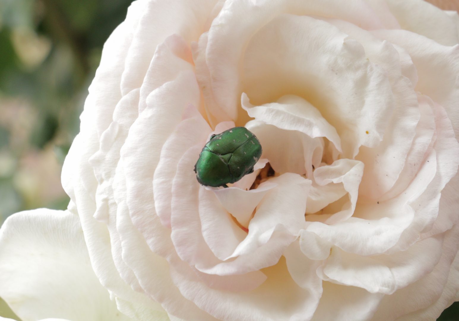 Большой зеленый жук на розе - бронзовка золотистая