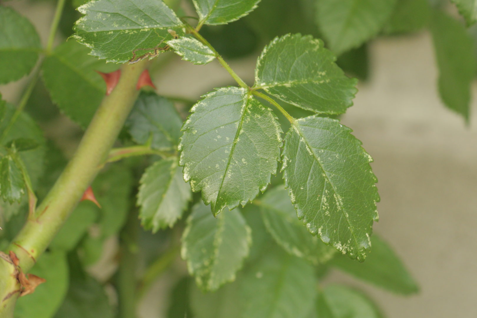 Белые мелкие пятнышки на листьях розы - повреждение цикадкой розанной