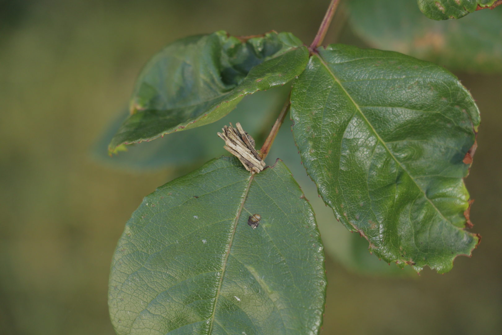Нарост на листе розы - чехлик чехлоноски