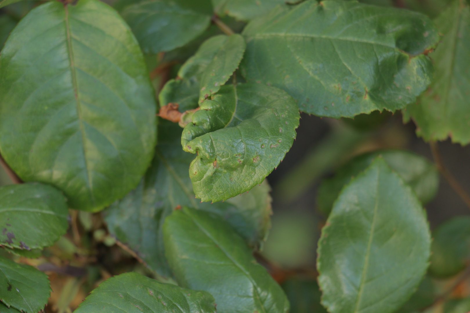 У розы кривые, деформированные листья - вирус курчавой полосатости табака розы
