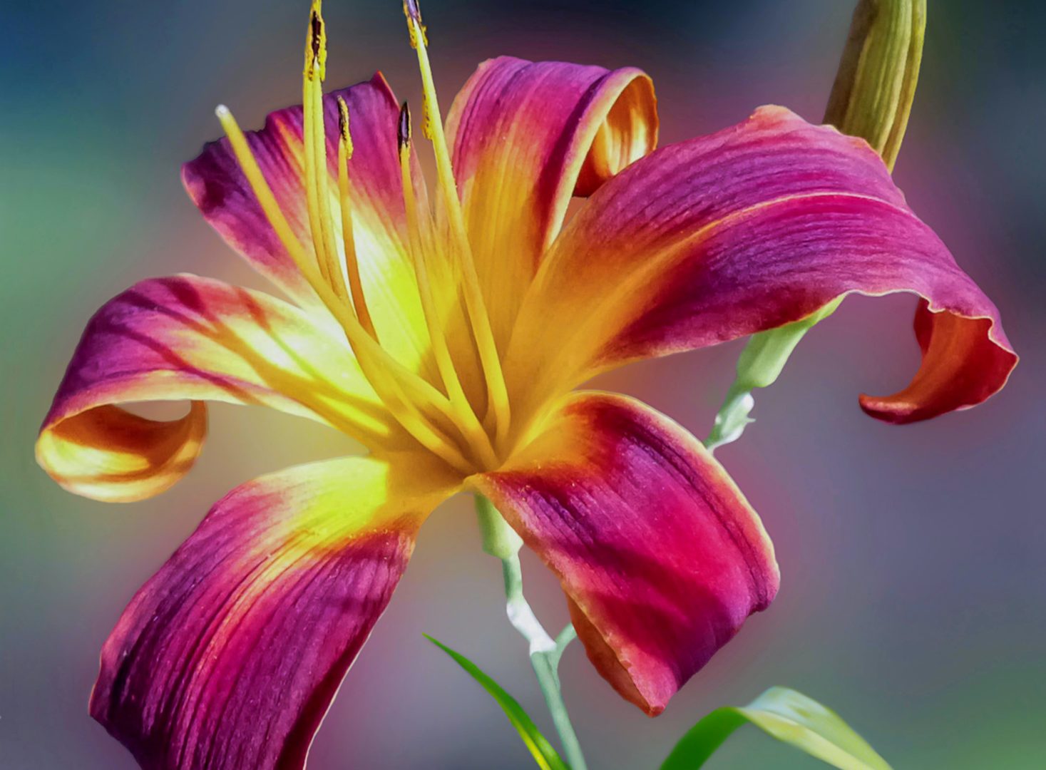 Цветок лилейника