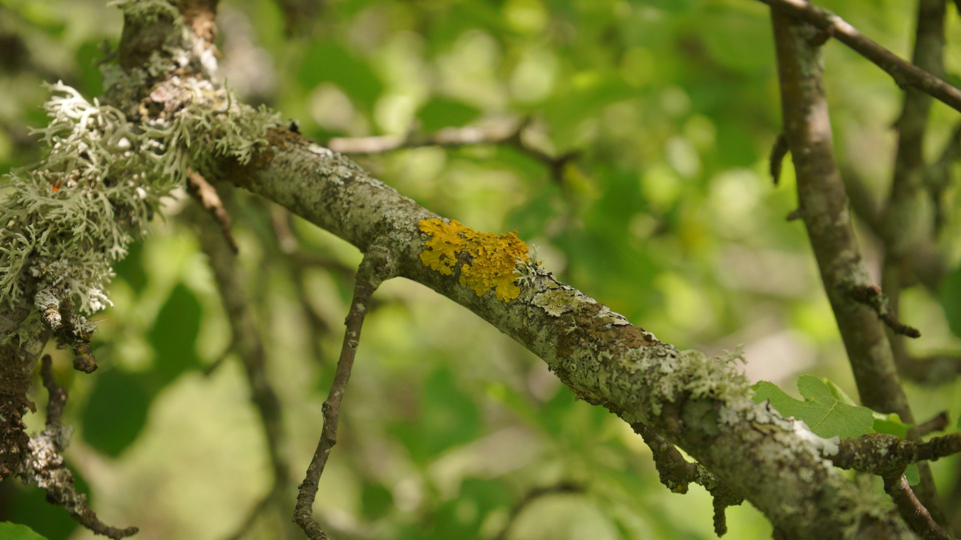 Желтые наросты на ветках яблони - лишайник