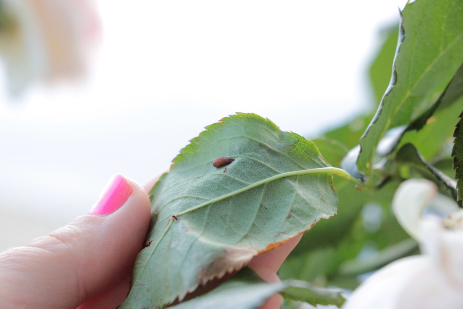 Странная капля на листе розы - личинка пилильщика розанного