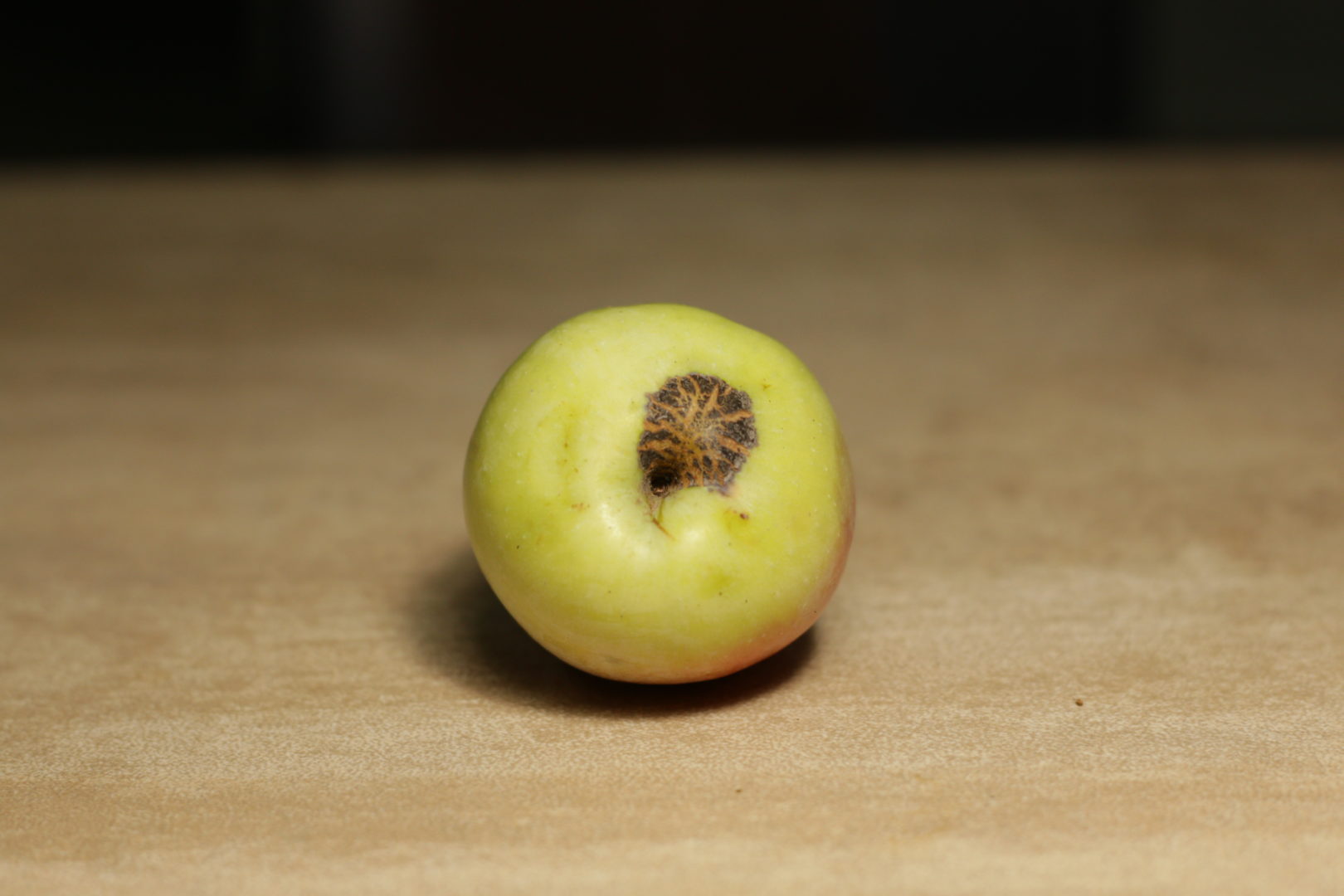 Растрескивающиеся пятна на яблоке - парша