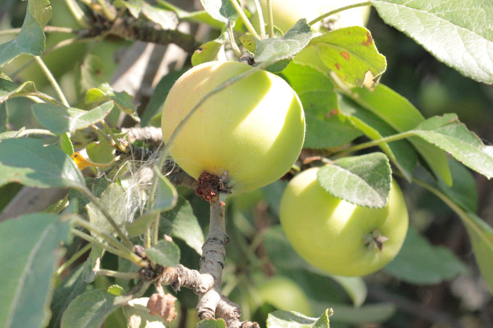 Вредители яблони - пилильщик яблонный