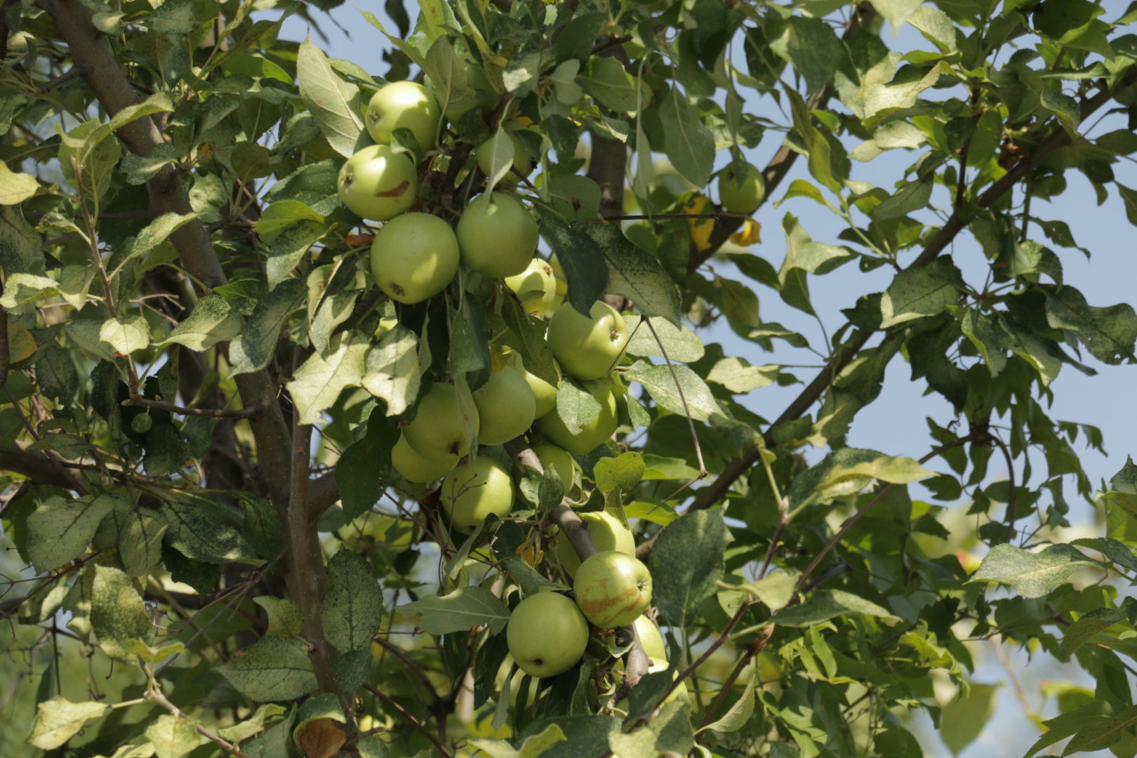 Яблоки на ветке - перегруженность урожаем, или периодичность плодоношения