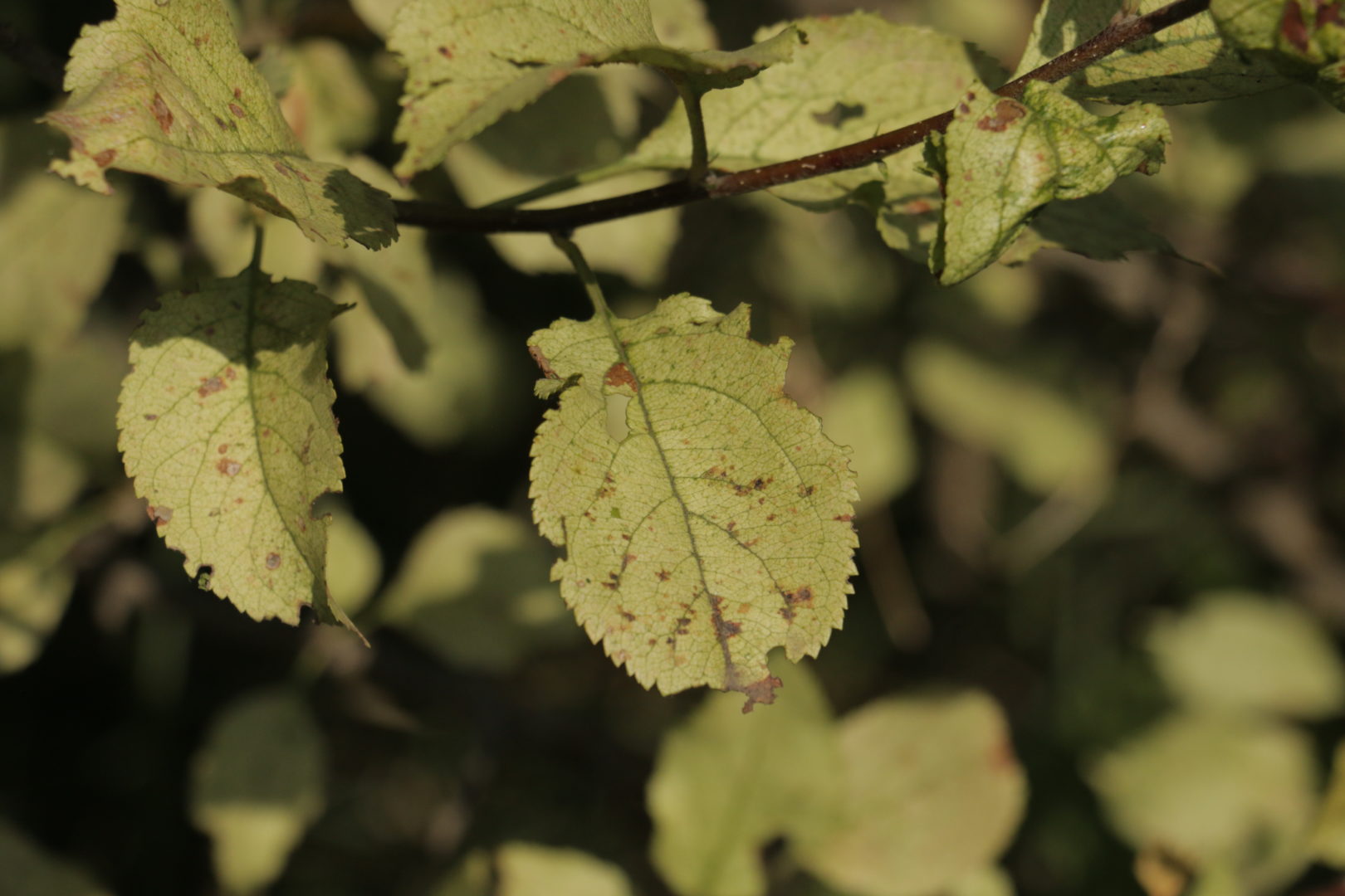 Листья яблони стали светлыми - эдафический хлороз яблони