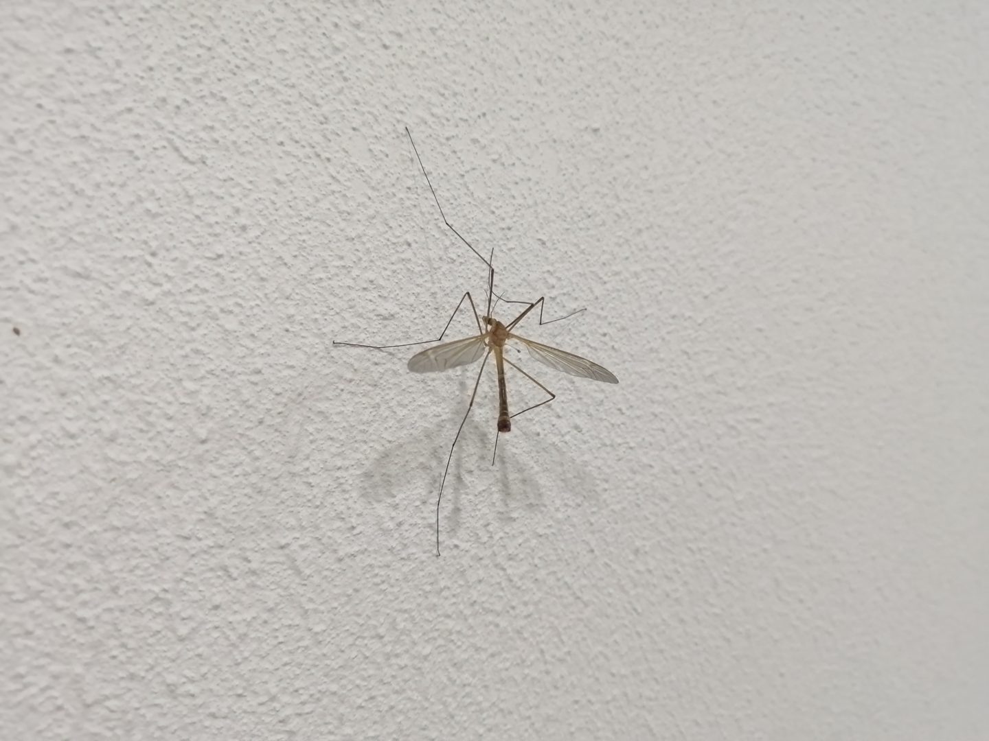 Большой комар на клубнике