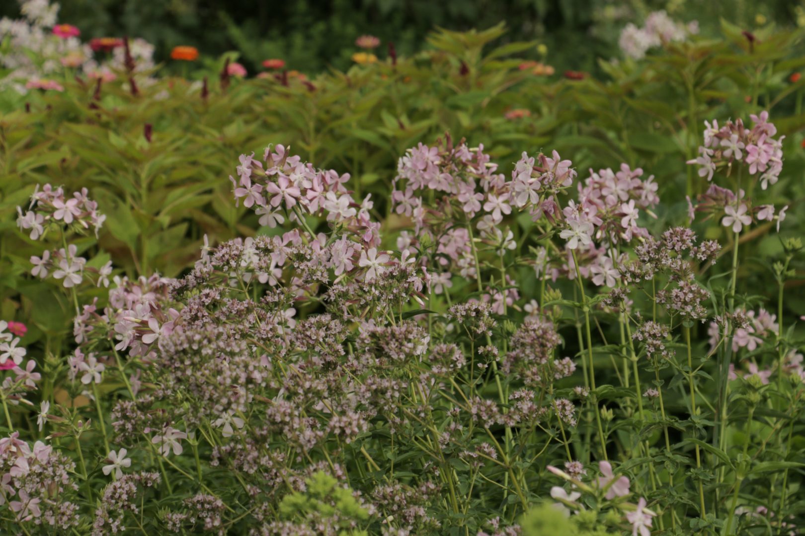 Сорняки на огороде с бело-розовыми цветками - мыльнянка лекарственная
