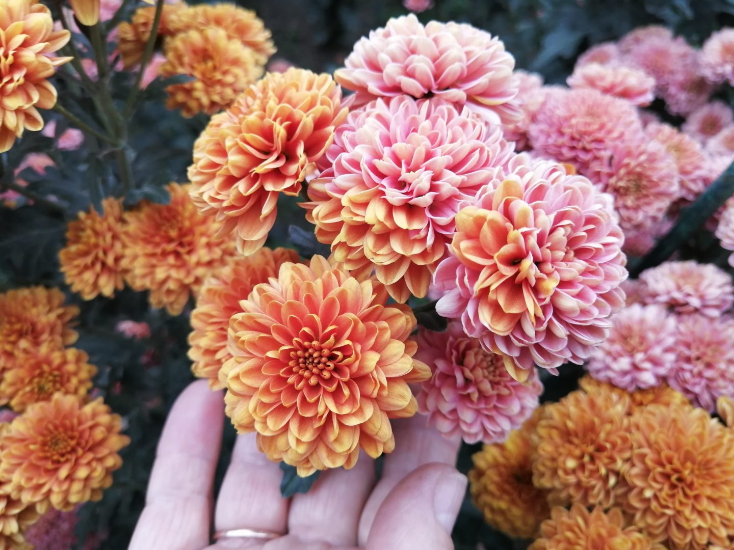 Сегментарная окраска цветков хризантемы