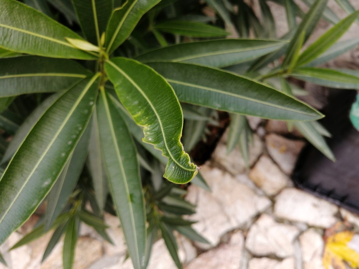Погрызенный лист олеандра