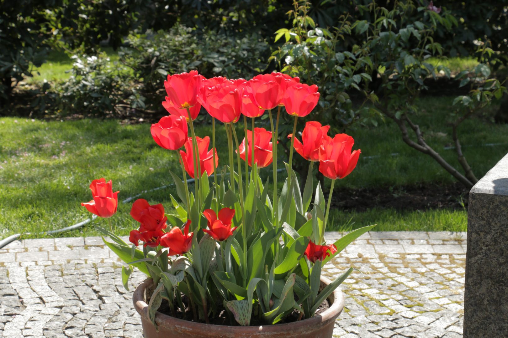 Красные тюльпаны в вазоне или контейнере