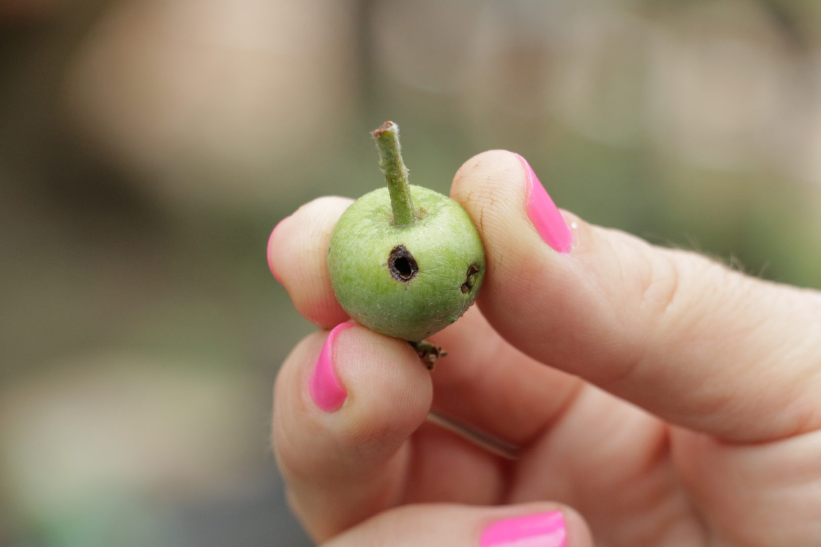 Почему у яблони осыпаются плоды