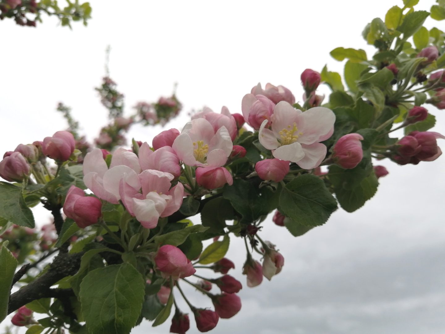 На ветках яблони цветки распускаются неравномерно