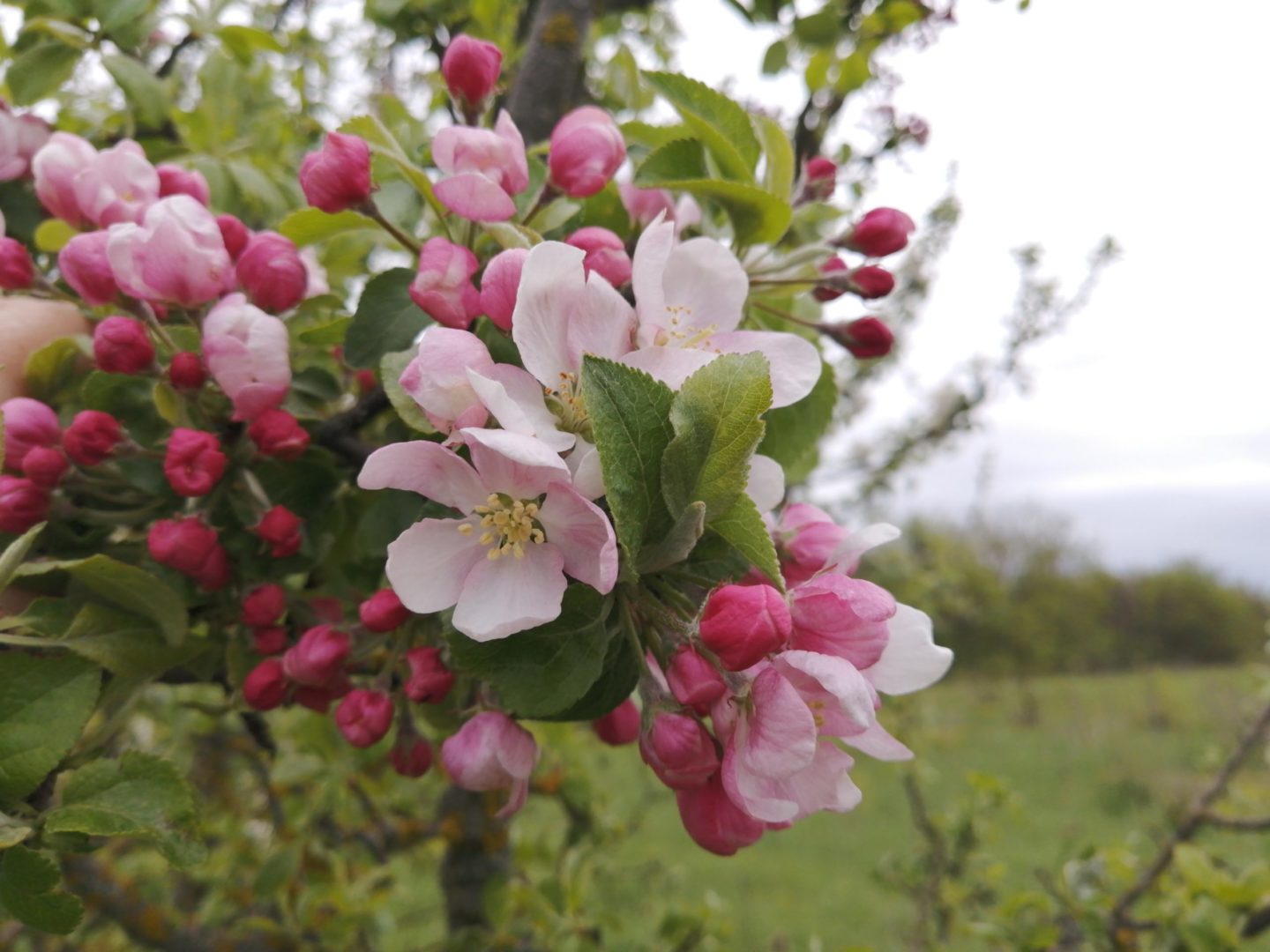 На яблоне неравномерно распускаются цветки