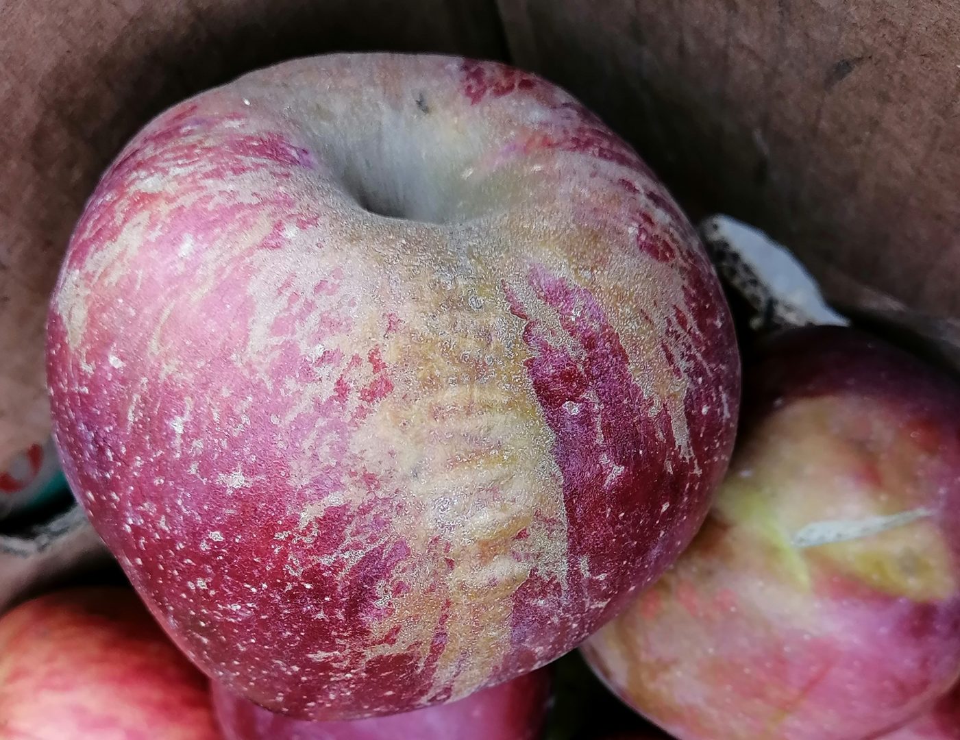 Корявые яблоки - сетчатость (оржавленность) плодов яблони