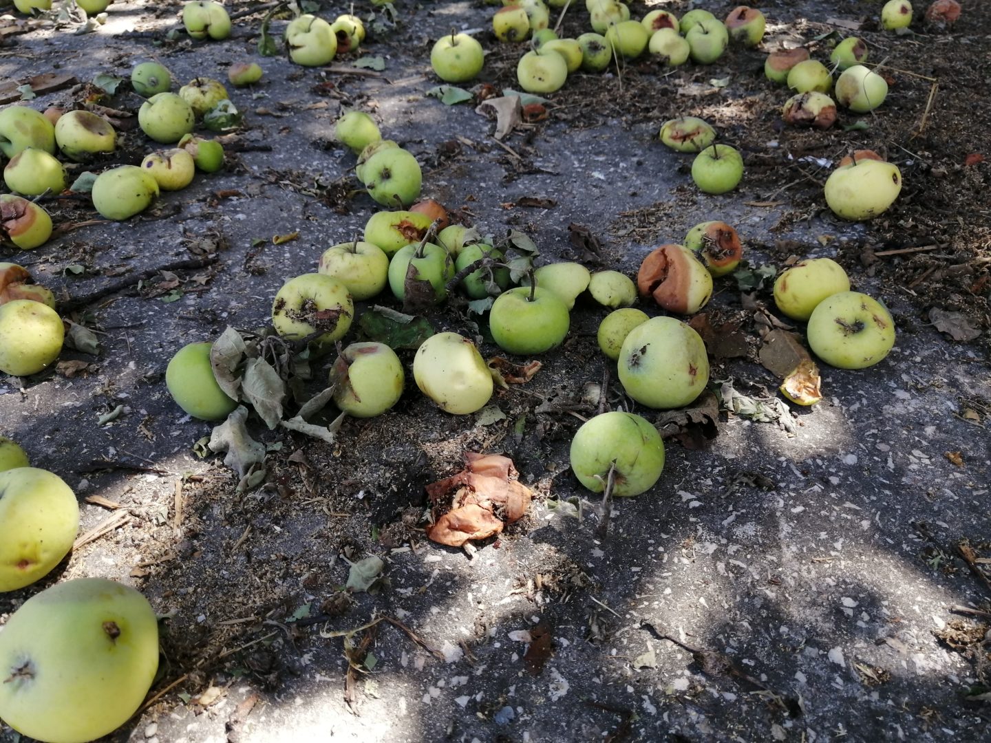 Поздне-летнее осыпание плодов яблони