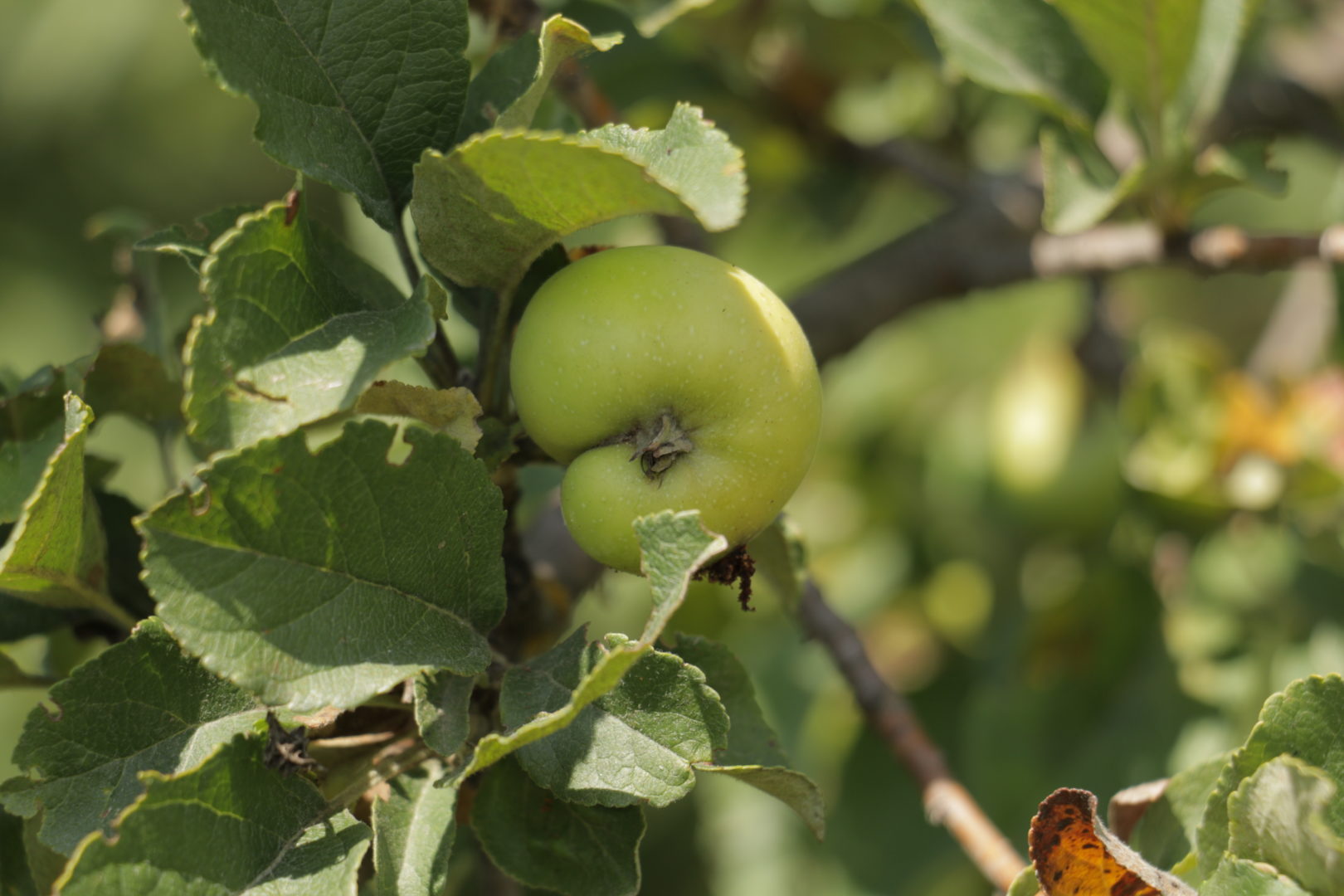  На яблоне уродливые плоды 