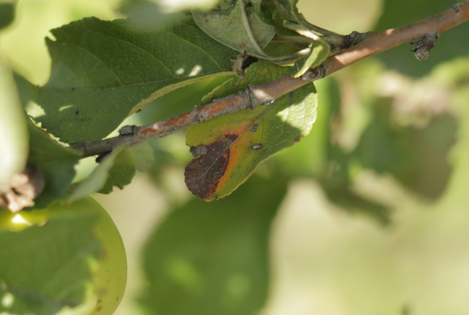 Песталоция яблони - коричневое угловатое пятно на листьях яблони с желтой каймой