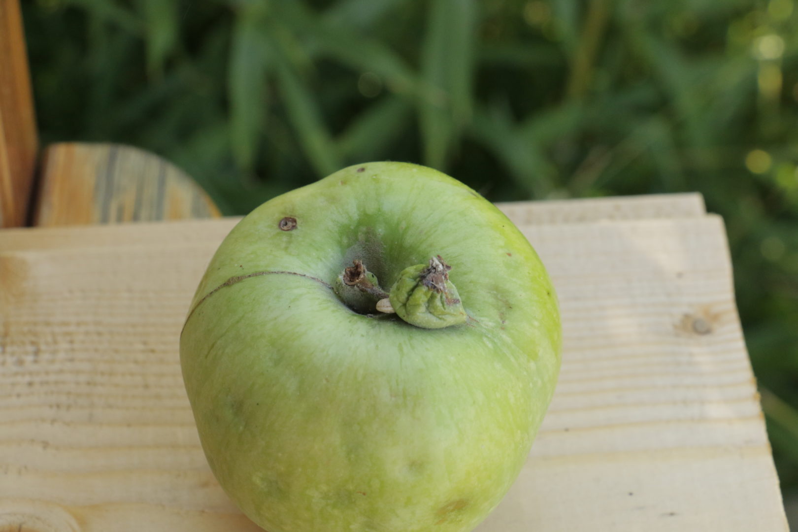 У яблони сросшиеся плоды