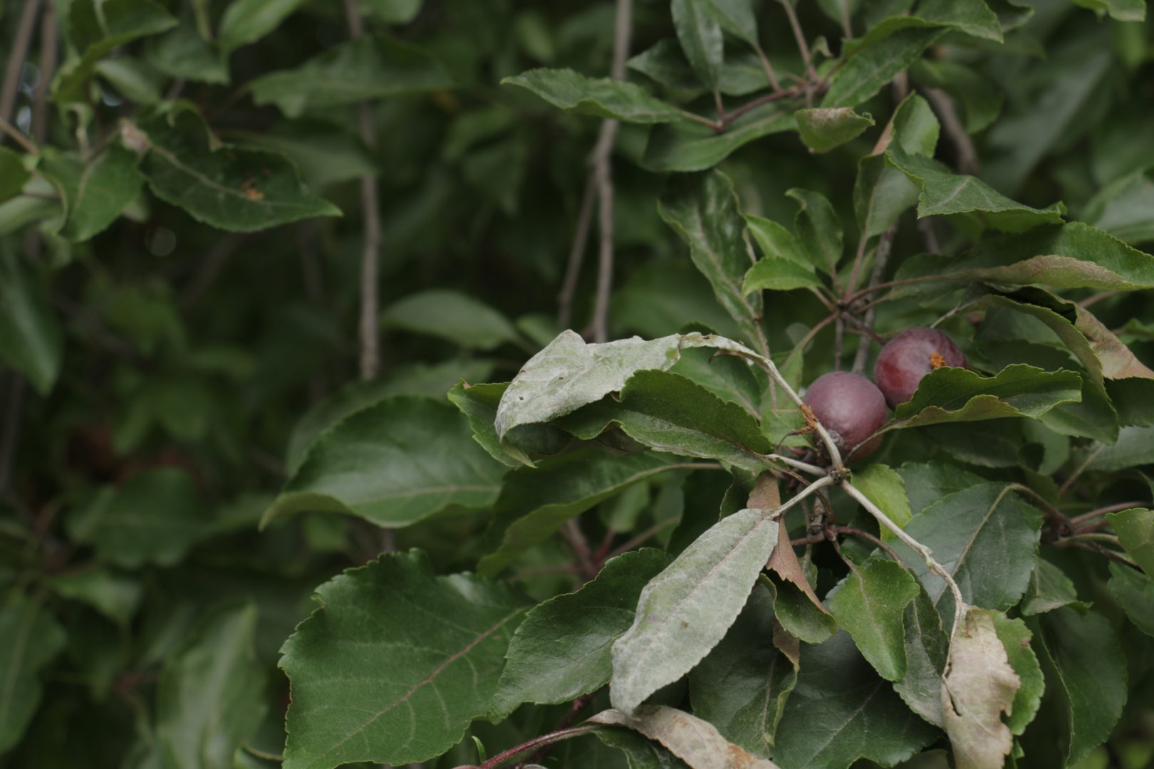 Листья яблони покрыты серым мучнистым налетом - мучнистая роса яблони