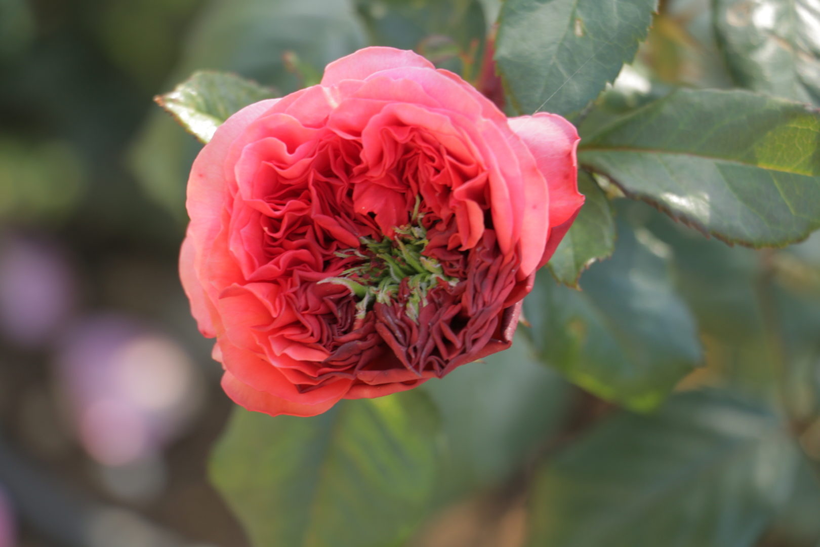 Роза - мутант, или полификация роз