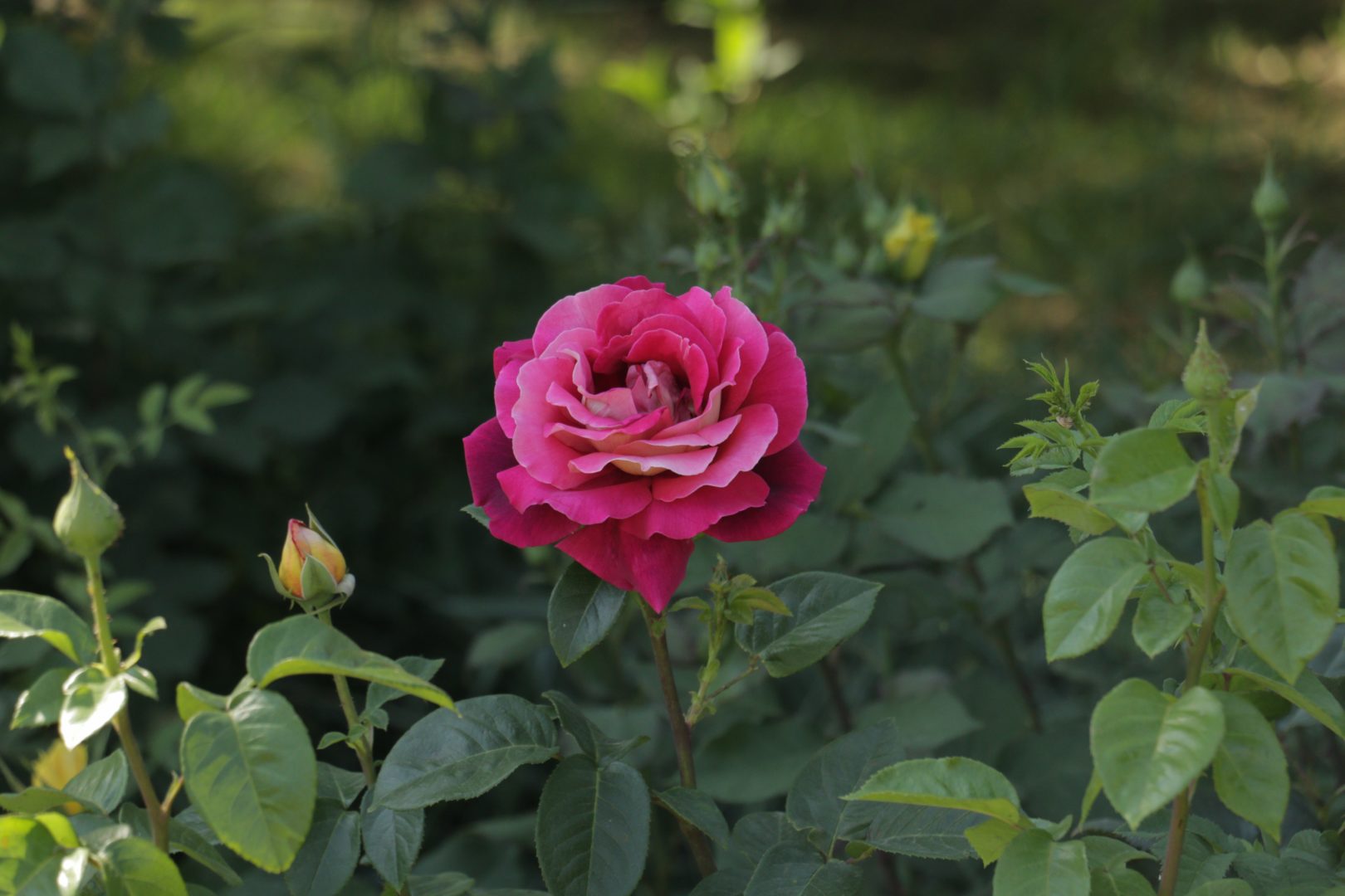 У розы лепестки окрашены в разные цвета