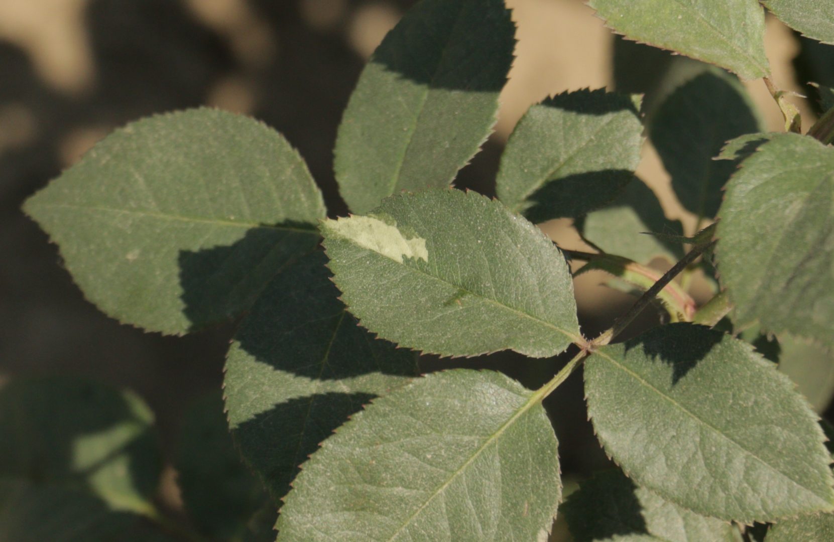 Белые пятна на листьях роз - Цитоплазматическая мутация (пестролистность)