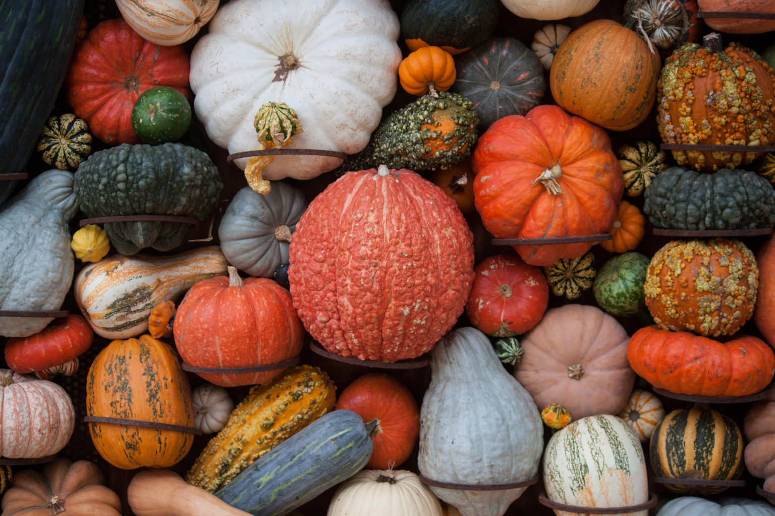 Tipos de calabazas decorativas