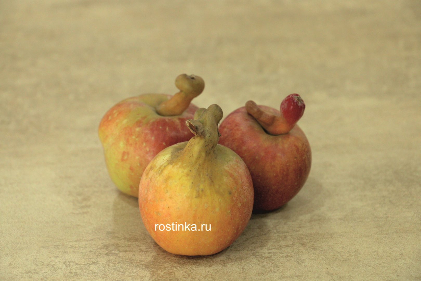 У яблока уродливая толстая ножка - мутации