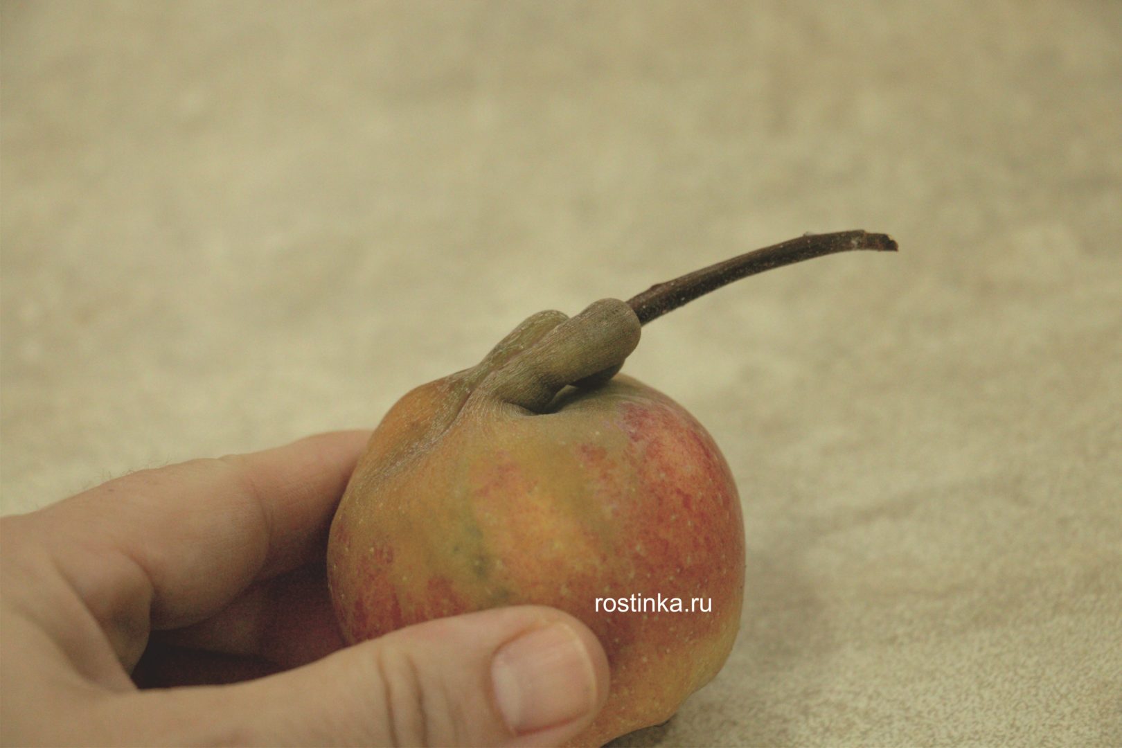У яблока нарост на ножке - мутации
