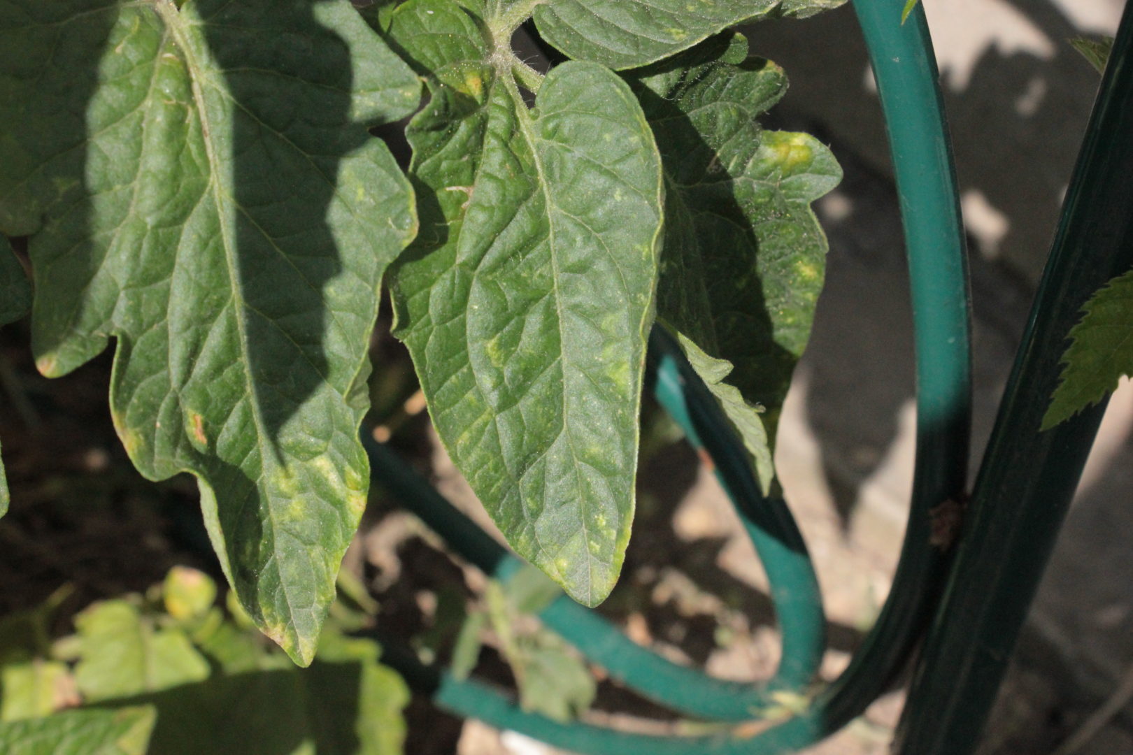 Цикадка розанная (Typhlocyba rosae) - листья томата желтеют
