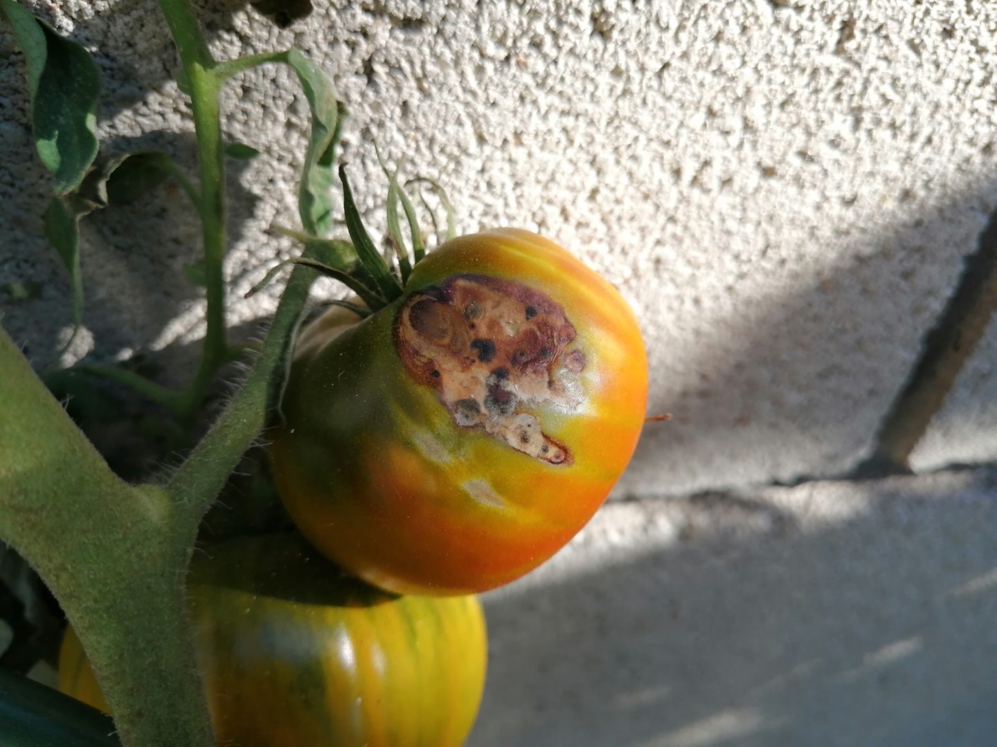 Вдавленные пятна на помидорах/томатах - антракноз