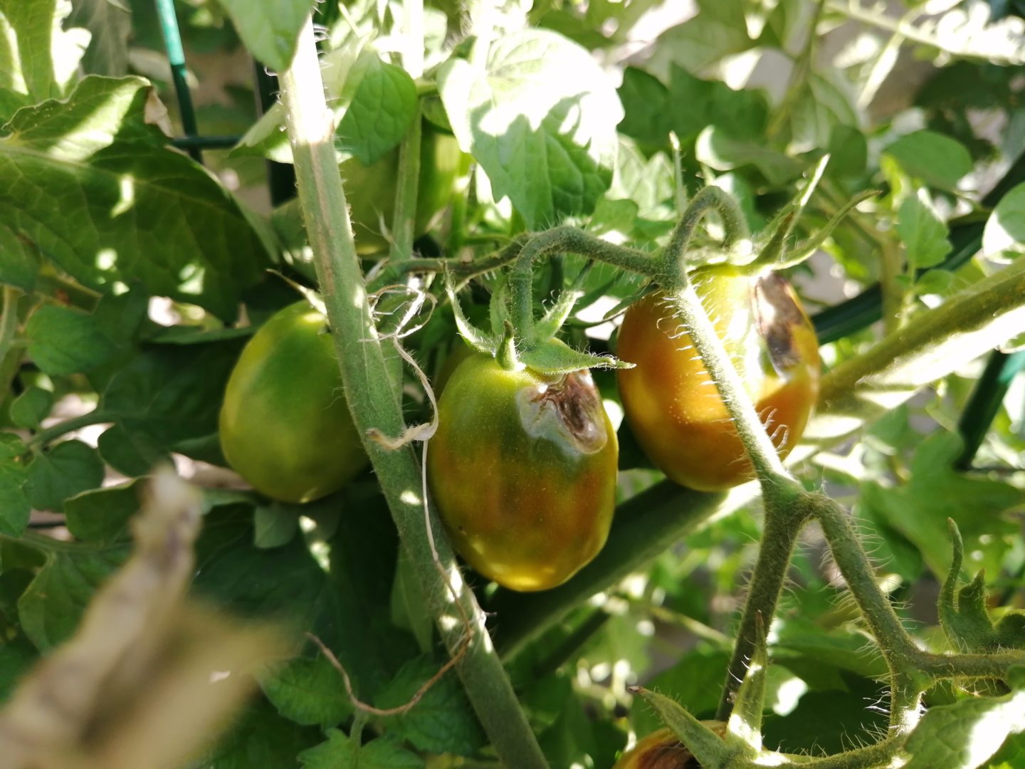 Вдавленные округлые пятна на томатах - антракноз томата