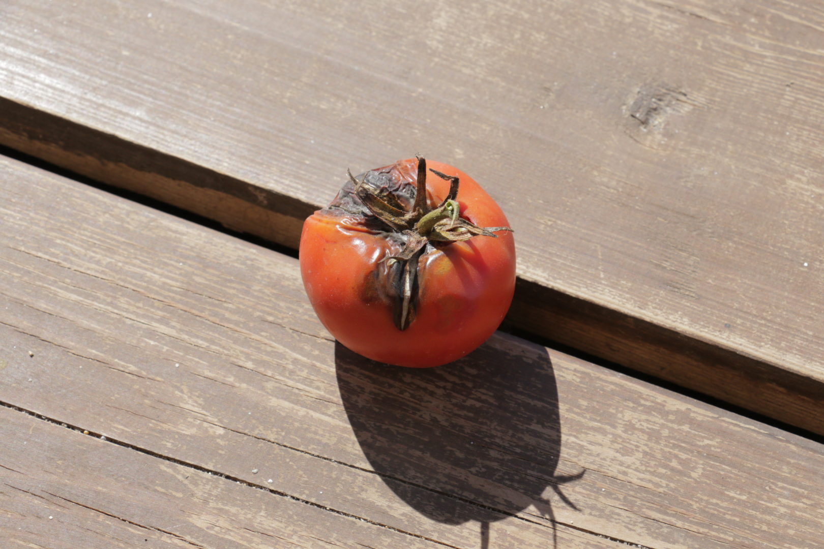 Черные пятна на помидорах/томатах - альтеранариоз