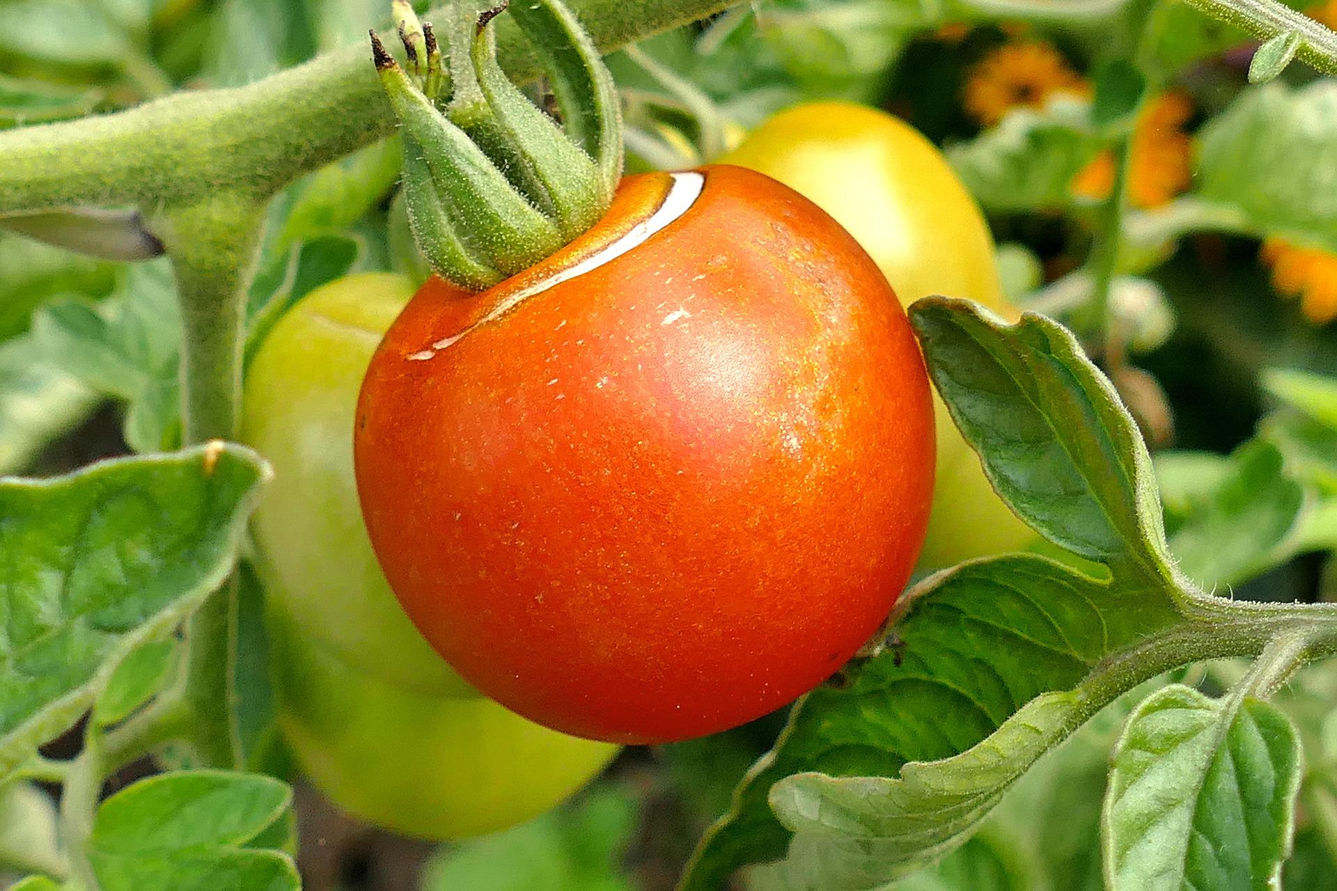 Плодовое томат