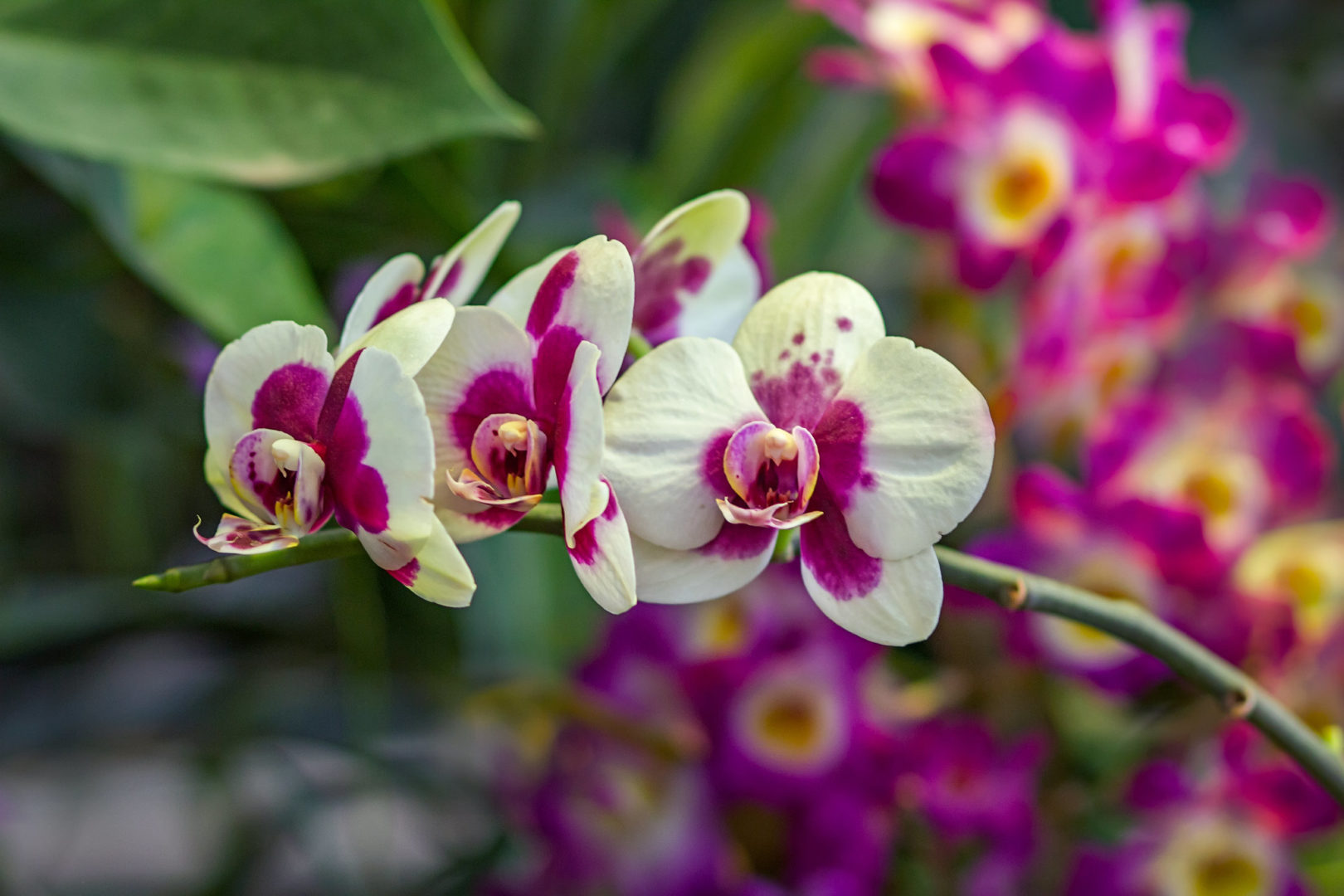 Орхидея фаленопсис бело-розовая